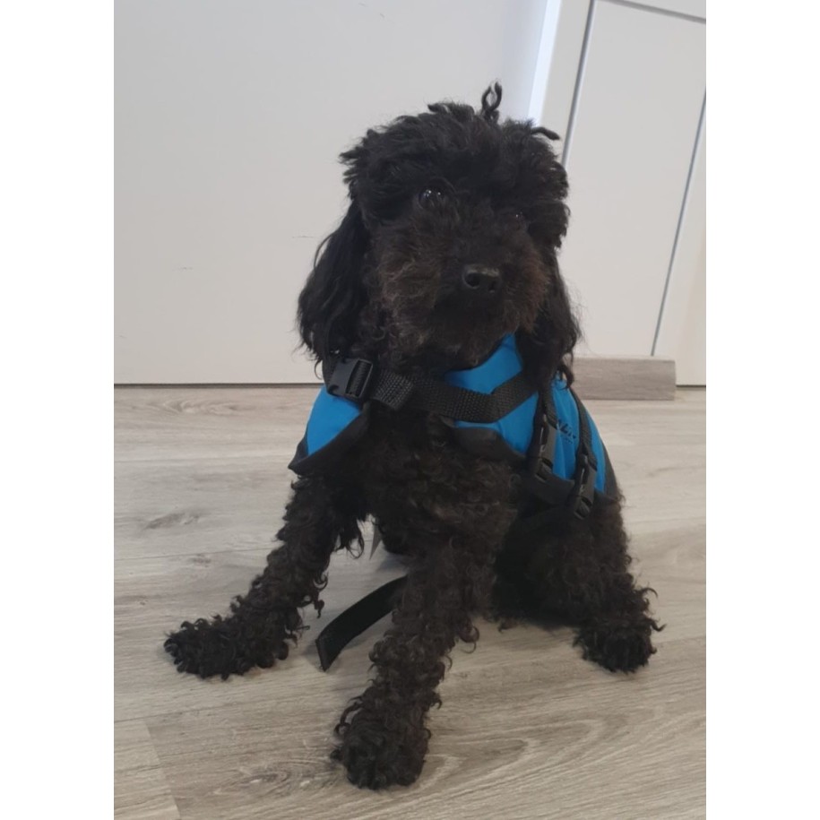 dog vest