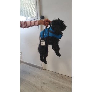 dog vest