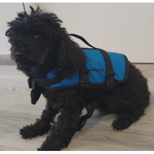 dog vest